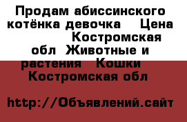 Продам абиссинского котёнка девочка  › Цена ­ 15 000 - Костромская обл. Животные и растения » Кошки   . Костромская обл.